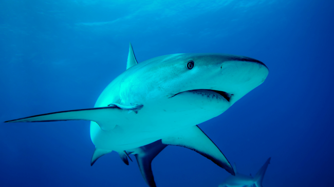Egjipti do të instalojë pajisje monitorimi për të gjurmuar peshkaqenë në Detin e Kuq