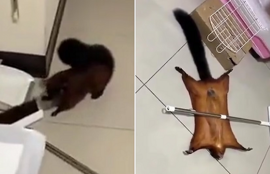 VIRALE/ Shihni se si një ketër inskenon vdekjen e tij