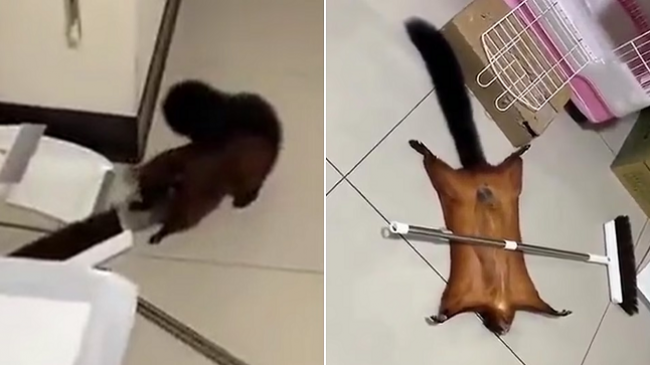 VIRALE/ Shihni se si një ketër inskenon vdekjen e tij