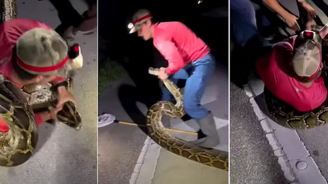 Kapet pitoni më i madh birman, ja sa metra është i gjatë dhe sa kilogramë peshon/ VIDEO