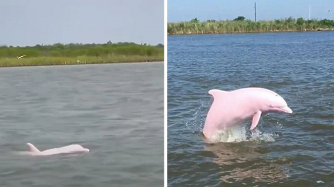 Pamje mbresëlënëse: Filmohet një ekzemplar shumë i rrallë i një delfini rozë