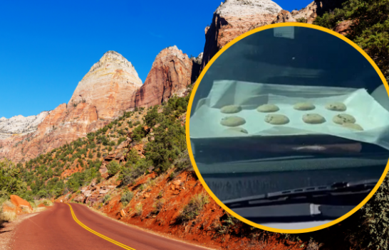 Pamje virale: Biskotat piqen në veturë