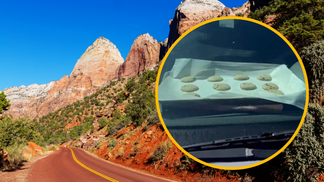 Pamje virale: Biskotat piqen në veturë