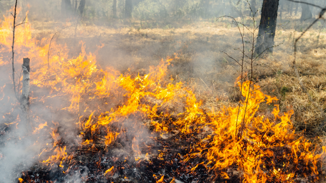 Agjencia Pyjore e Kosovës: Zjarret rrezikojnë jo vetëm pasurinë tonë, por edhe jetët e qytetarëve