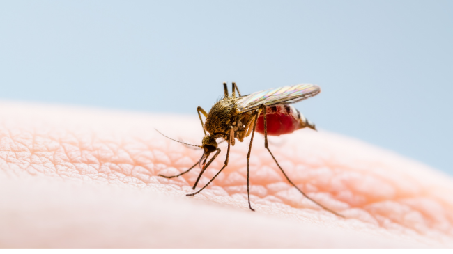 IKSHPK: Në Kosovë nuk ka virus të Nilit perëndimor