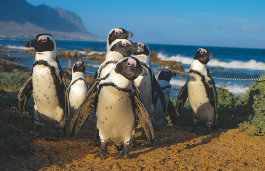Pinguinët afrikanë mund të zhduken deri në vitin 2035