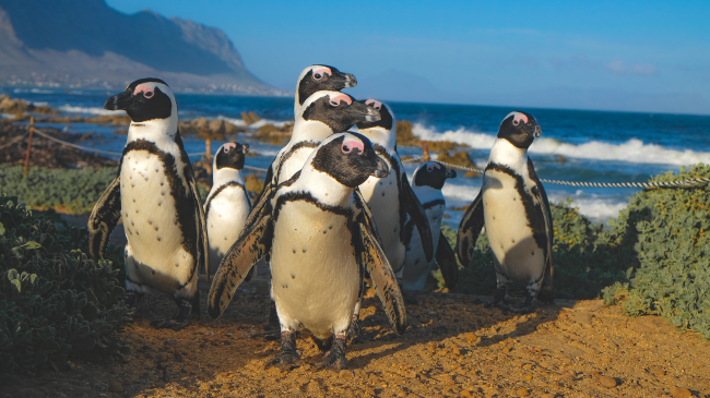 Pinguinët afrikanë mund të zhduken deri në vitin 2035