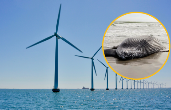 Turbinat e energjisë së erës në dete po vrasin balenat dhe delfinët!