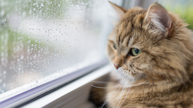 Si mund ta dijë macja se një stuhi po afrohet?