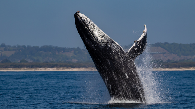 Australia ndalon shpërthimet nënujore: Janë vdekjeprurëse për balenat