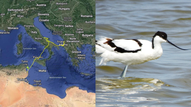 Ky shpend fluturoi nga Shqipëria për kaq orë pa ndalesë për të arritur në Afrikë