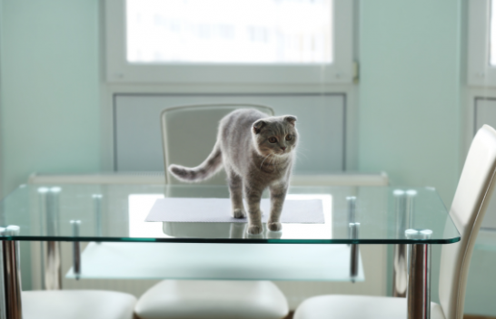 Pesë arsyet më të zakonshme pse macja juaj ngjitet në tryezën tuaj dhe si ta ndaloni atë