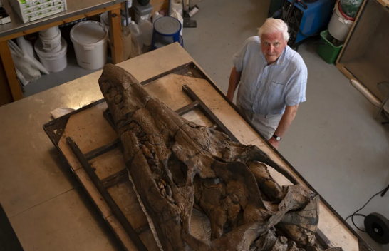 Gjendet një kafkë gjigante e përbindëshit prehistorik të detit në Anglisë