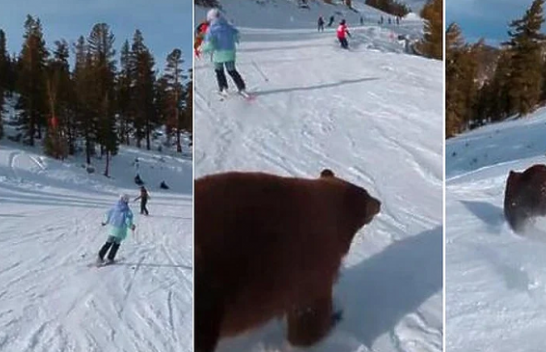 Një skiator shmangu përplasjen me një ari në një resort të skive në Kaliforni