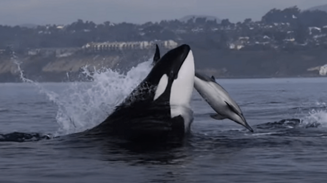 Një video e rrallë tregon një orkë që mëson të voglin e saj të gjuajë