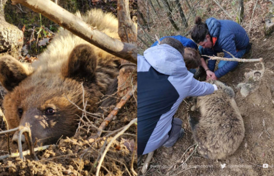 Shpëtohet ariu i rënë në kurth në Pogradec