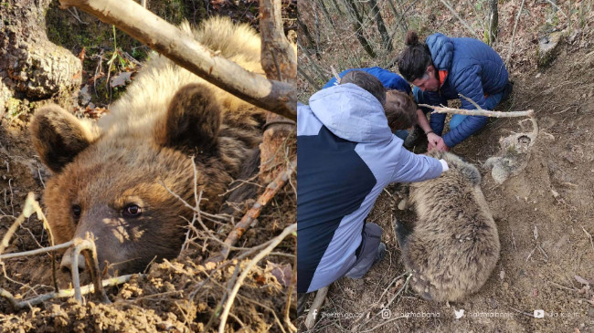 Shpëtohet ariu i rënë në kurth në Pogradec