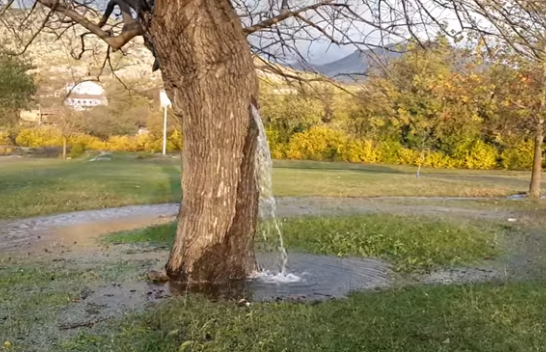 Fenomeni në Mal të Zi: Nga kjo pemë buron ujë, ja si është e mundur/ VIDEO