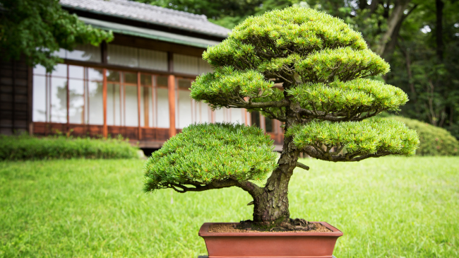 Bonsai, një pemë që simbolizon qetësinë dhe harmoninë
