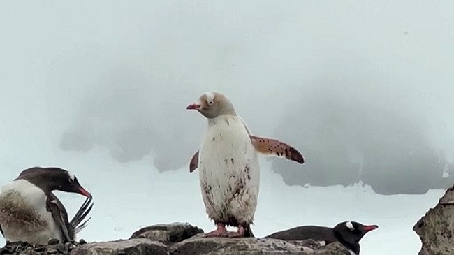 Një pinguin i rrallë i bardhë është fotografuar në Antarktidë