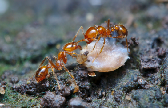 Australia ndan një miliard dollarë për të luftuar milingonat e kuqe të zjarrit