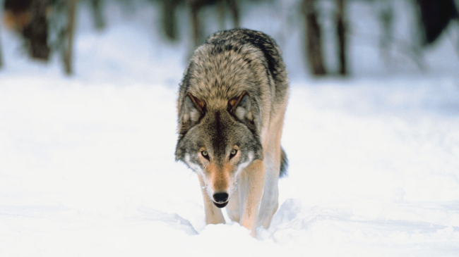 Shkencëtarët gjurmojnë udhëtimin më të gjatë të ujkut nëpër Evropë