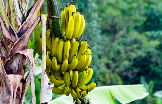 Pse bananet janë manaferra, e dredhëzat jo?