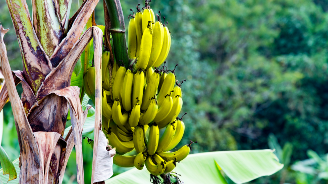 Pse bananet janë manaferra, e dredhëzat jo?