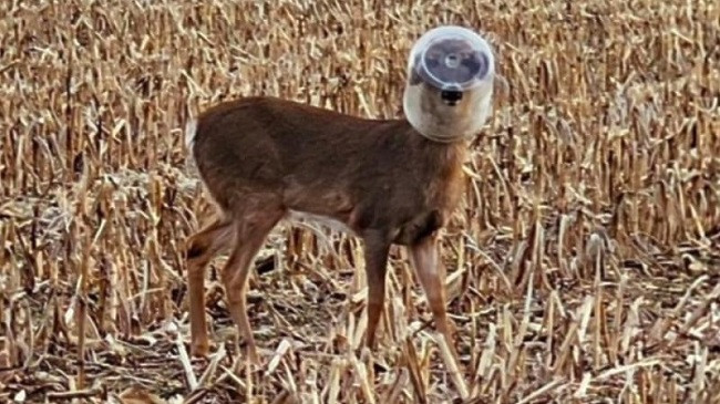 12 ditë me një enë plastike në kokë, ja si arriti të mbijetonte ky drerë