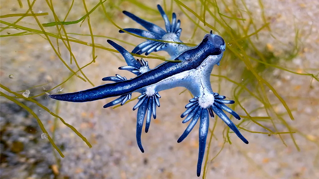 Paralajmërimi i ekspertëve: Qëndroni larg “dragonjve të kaltër”, këto krijesa misterioze po pushtojnë plazhet