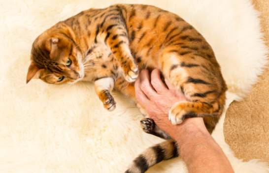 Pse maceve nuk u pëlqen të preken në stomak?