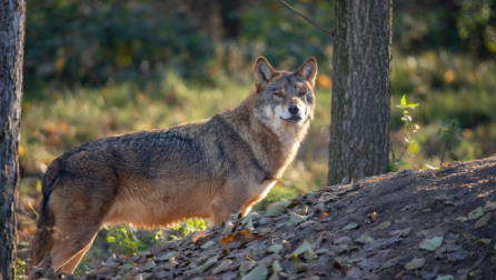 Ujku evropian mund të zhduket, kjo është arsyeja