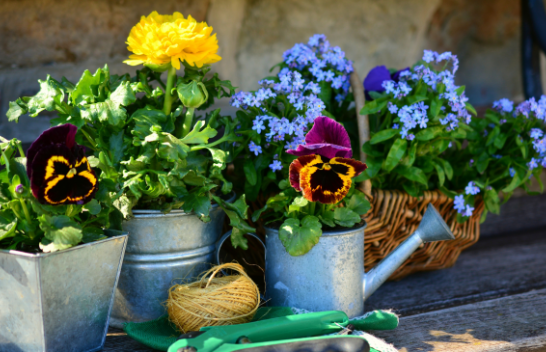 Pesë këshilla për mirëmbajtjen e bimëve në vazo