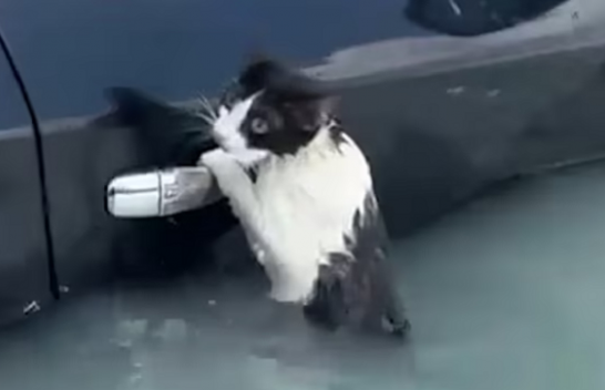 Momente emocionuese ku macja shpëtohet nga përmbytjet në Dubai