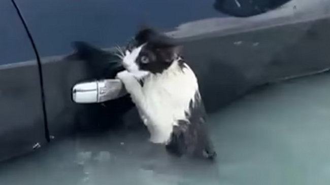 Momente emocionuese ku macja shpëtohet nga përmbytjet në Dubai
