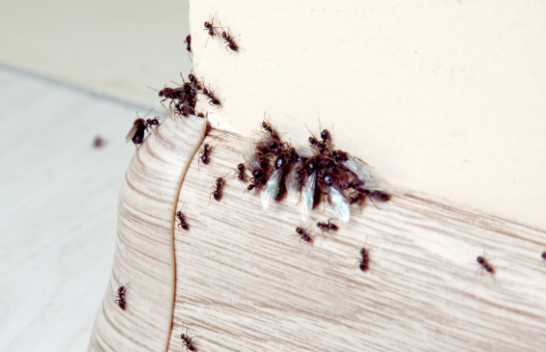 A keni vënë re milingona në shtëpinë tuaj? Këto ushqime mund t'ju ndihmojnë t'i largoni ato