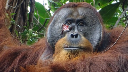 Hera e parë në natyrë: Orangutani shihet duke shëruar një plagë duke përdorur bimë