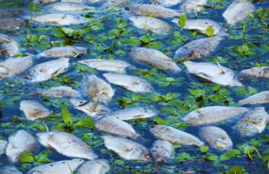 Bie shi peshku në këtë shtet? Videoja virale tregon peshqit që bien nga qielli