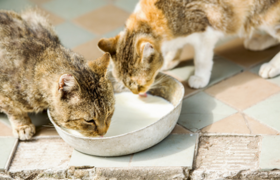 A mund të pinë macet qumësht lope: Ja çfarë thonë veterinerët