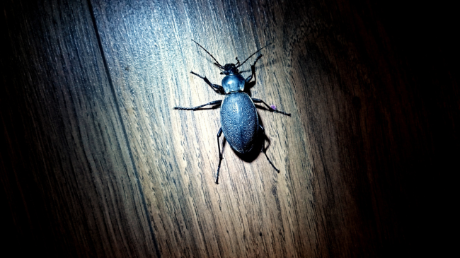 Shkencëtarët kanë gjetur një mënyrë gjeniale për të gjurmuar jetën e insekteve të pakapshme