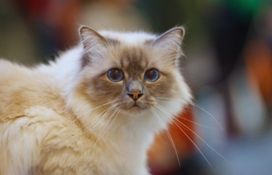 Këto janë racat e maceve që jetojnë më gjatë