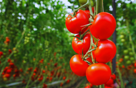 Falë këtij truku, domatet e mbjella do të kenë fruta më të shijshme dhe më të mëdha