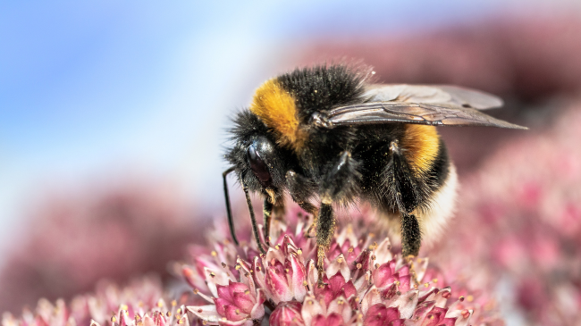 Ndryshimet klimatike ndikojnë në riprodhimin e insekteve
