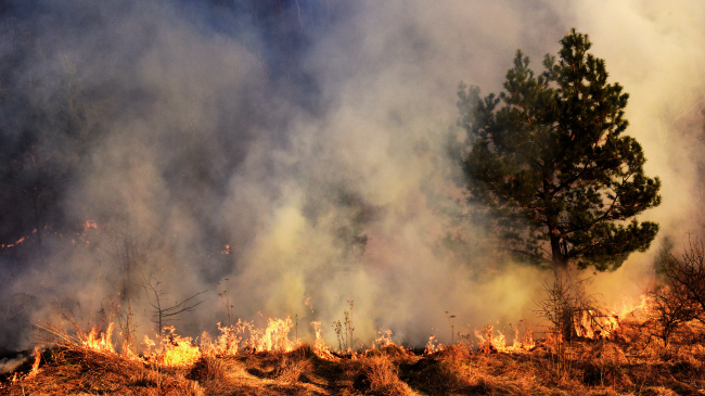 Temperatura ekstreme: Spanja, Italia dhe Franca të rrezikuara nga zjarret