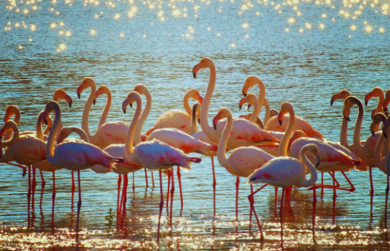 Rritje rekord e flamingove në Vjosë-Nartë