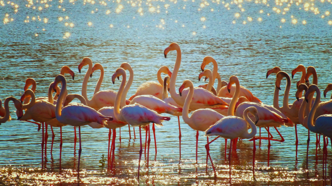 Rritje rekord e flamingove në Vjosë-Nartë