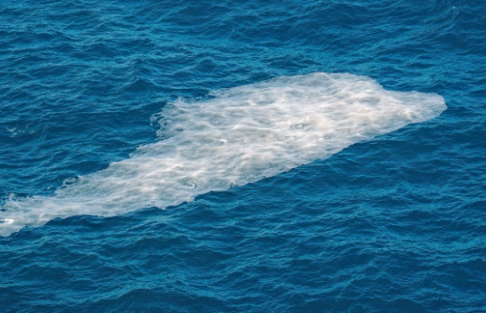 Më shumë alga në sipërfaqen e detit Adriatik si pasojë e rritjes së temperaturave