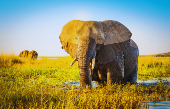Elefanti i fundit në kopshtin zoologjik të Afrikës së Jugut lirohet pas 40 vjetësh robëri