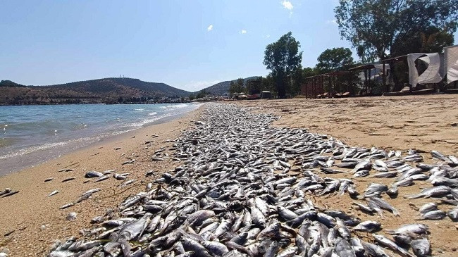 Pamje të frikshme nga Greqia: Mijëra peshq të ngordhur mbulojnë sipërfaqen e detit