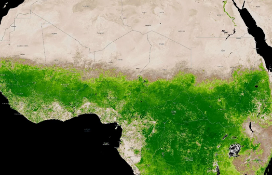 Një fenomen i rrallë meteorologjik ka bërë që Sahara të gjelbërohet